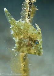 Tiny file fish. Lembeh straits. D200, 60mm. by Derek Haslam 